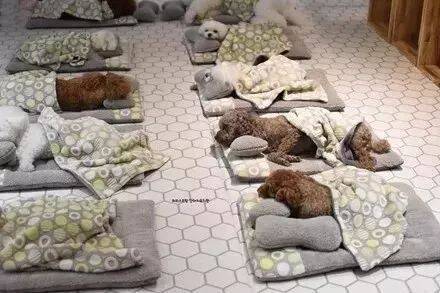 原来狗狗在宠物学校是这么睡觉的，太可爱了吧！