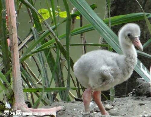 动物园今年第一只自然孵化的红鹤宝宝