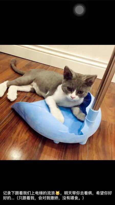 蓝猫主动给布偶猫献血，蓝猫的反应甜炸了！网友：它就像个英雄