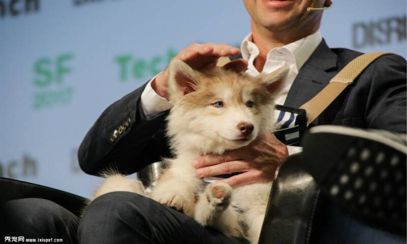 Rover提供遛狗和狗狗登机服务 获1.55亿美元融资