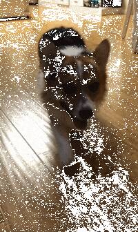 柯基开心跑向主人，转弯时没刹住，下一秒笑喷了....