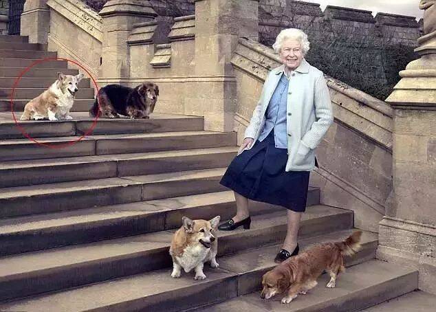 女王最后一只柯基去世：她打算再也不养狗了....