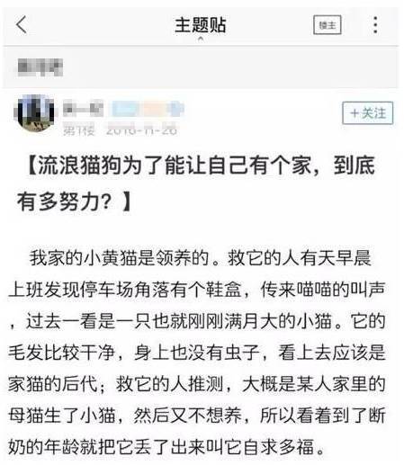 流浪猫为了有个家，到底有多努力..