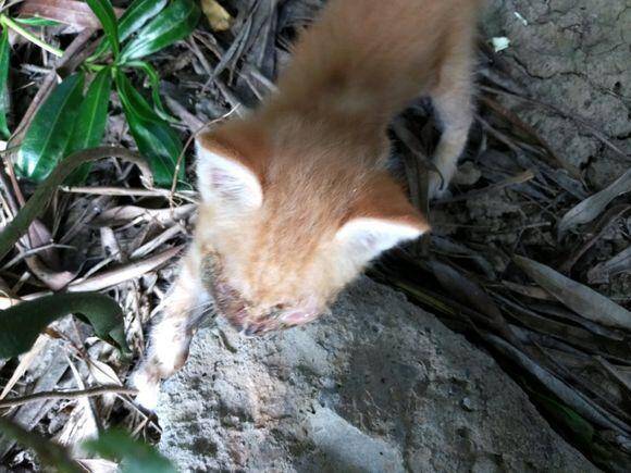 遇到一只眼睛受伤的小橘猫，送到医院检查可能会失明，女孩快哭了