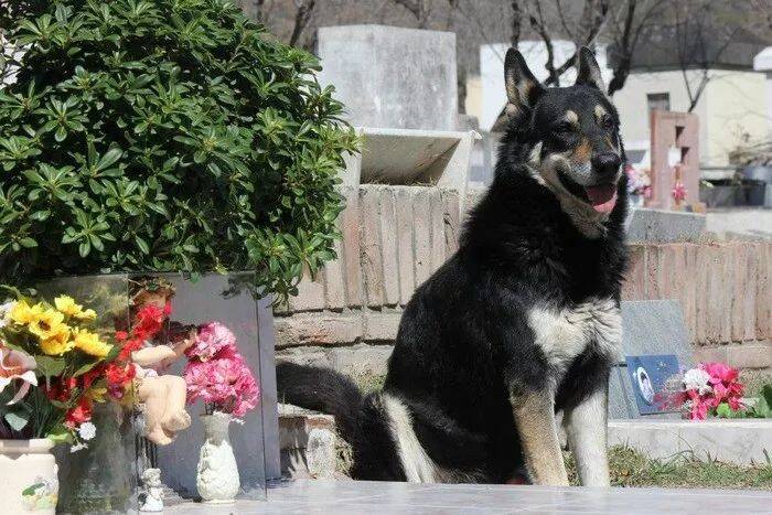 “我愿一生孤独，唯有爱你如初”，主人去世，忠犬随之一夜消失，11年后真相大白