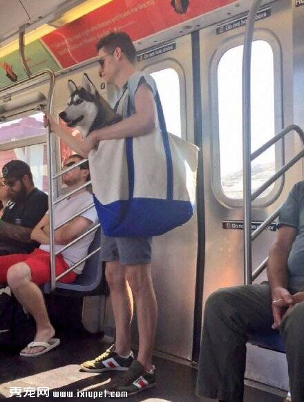 纽约地铁禁止带狗，除非用袋子装，结果……