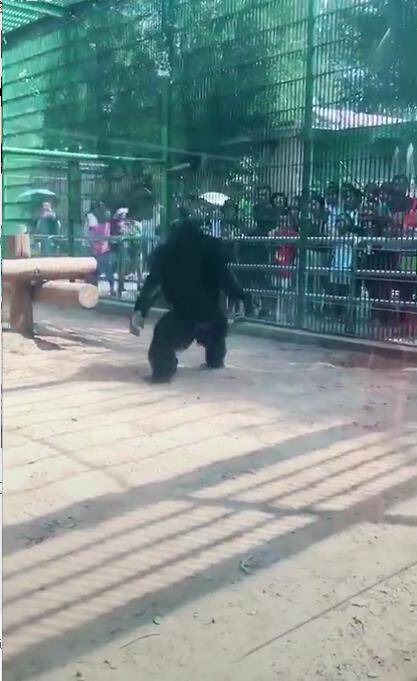 大猩猩走到游客跟前，抓起沙子后撒完就跑，网友：皮这一下很开心