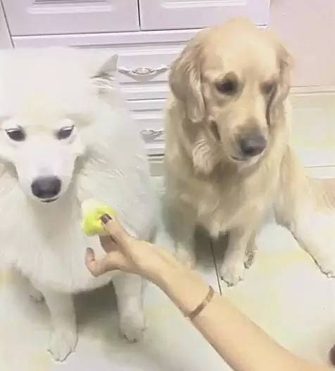 女孩把吃剩的水果给两个狗狗，结果却遭一脸嫌弃，让人大笑！