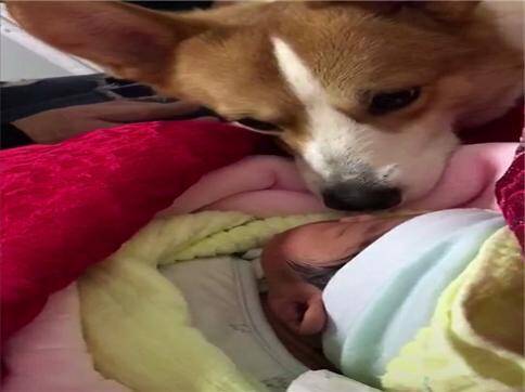 养了三年的柯基犬，第一次和小主人见面像个孩子一样，画面好温馨