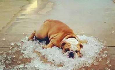 炎炎夏日，如何防止狗狗中暑！