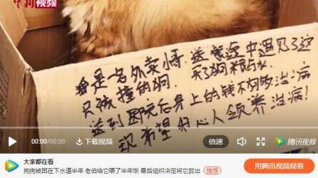 上海首例养犬人遗弃犬被罚款500元 腾讯开通举报虐杀动物频道