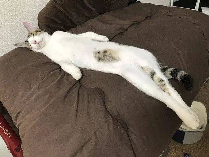 你永远也不会知道猫这种生物，究竟能有多长。。。