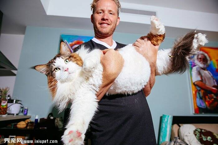 纽约最大的猫（缅因猫）重28磅，长约4英尺