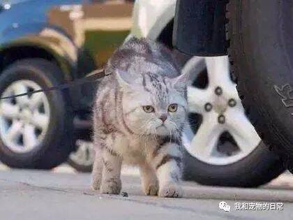 带着猫咪去遛弯，猫咪走路霸气侧漏似猛虎，吓到了不少路人！