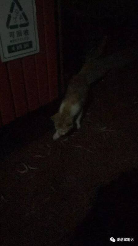 女孩在垃圾桶里捡到一只小橘猫，打算喂养它，如今猫咪长成了这样