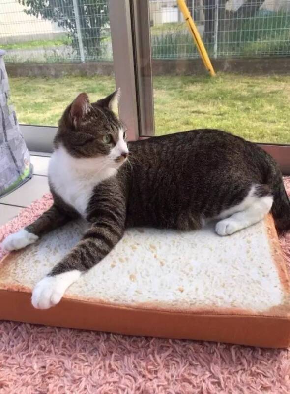 日本的一款猫咪专用面包坐垫，太逼真了，看着就饿了！