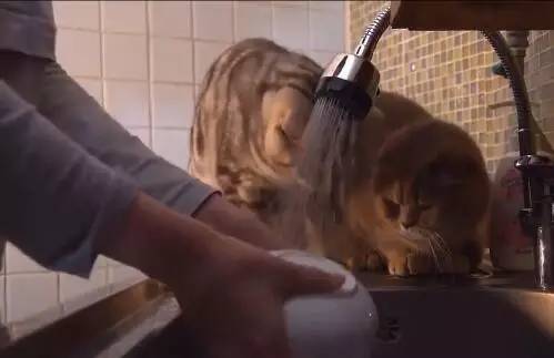 主人洗完碗后忘关水龙头，接下来这两只猫咪就陷入进去了！