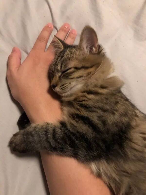 猫咪抱着主人的手臂睡觉，铲屎想抽手，主子就不干了