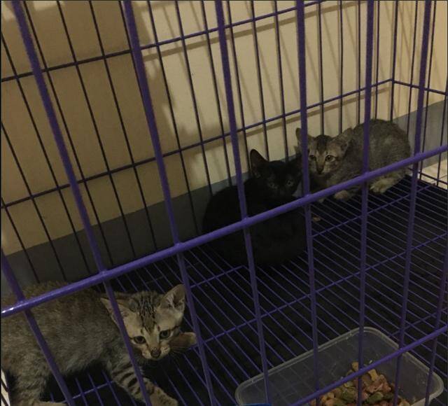 在国外山上收养了三只流浪猫，连猫砂都没有卖的，不知道该怎么办