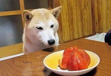 宠物每日小知识-狗狗能吃水果吗？