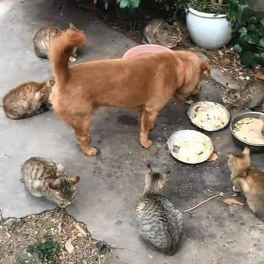 傻狗抢人家流浪猫的粮食，被9只小猫给围