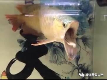 一条下巴脱臼的龙鱼，感觉它好疼~