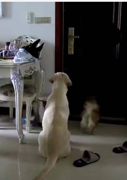 主人安装监控后，发现狗狗每天是这样等她回家，它们的举动好暖心