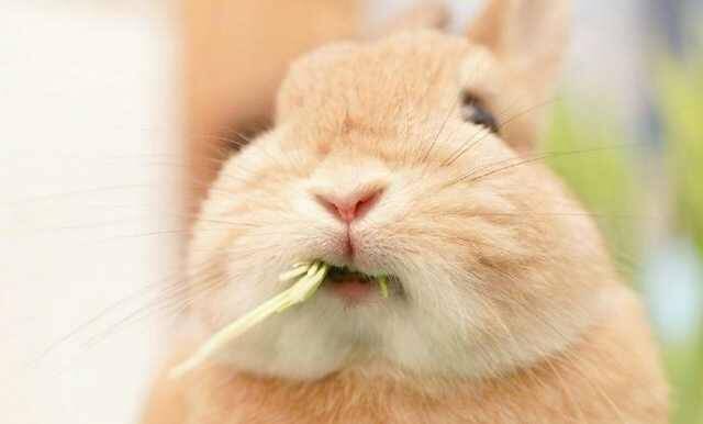未来养兔人会越来越幸福？