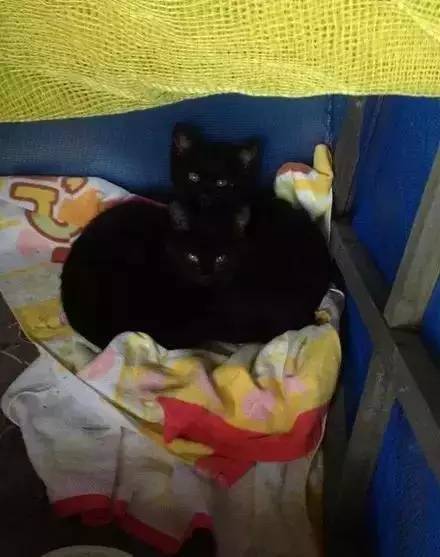 垃圾桶捡到两只小黑猫，没想到长大后画风突变