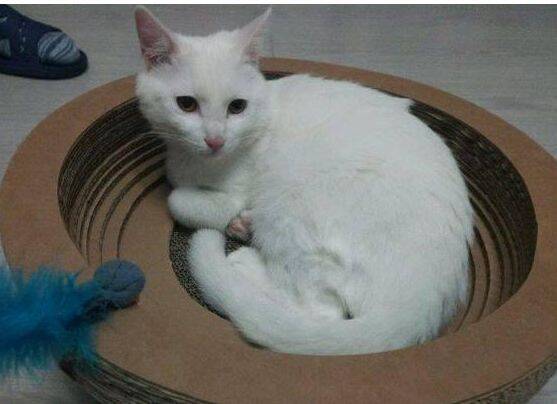 养了3年的白猫，每天依然被抓得怀疑人生，朋友建议我丢了