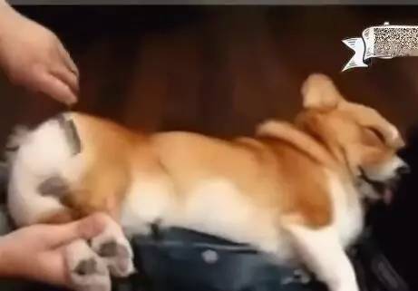 主人趁着柯基犬熟睡修剪毛发，结果狗狗醒了之后气得跳了起来！
