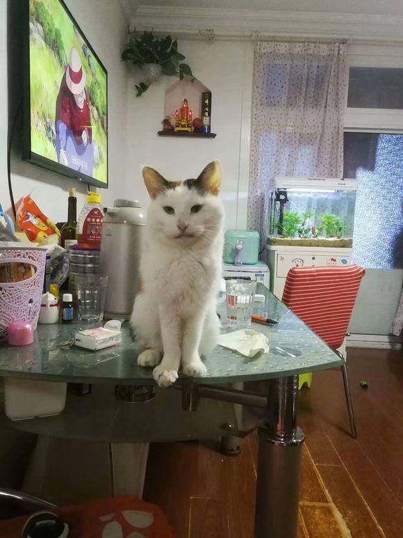 十一岁的猫咪因肾衰竭被安乐死，它依然很乖巧，不吵闹也不挣扎