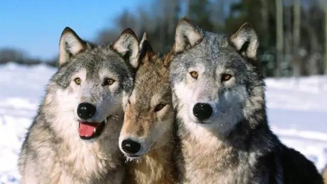 据说这8种狗最像狼，据说柯基都上榜了....快看看有你家的没？