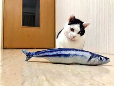 网友辛苦赚钱给猫买了条鱼，猫看到后竟然....丝毫不领情啊!