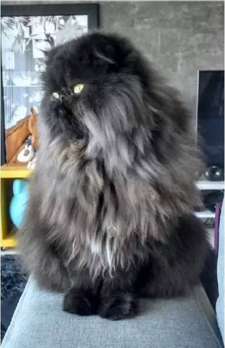 主人带猫猫去剃毛之后，没想到从鳌拜变成了小岳岳...