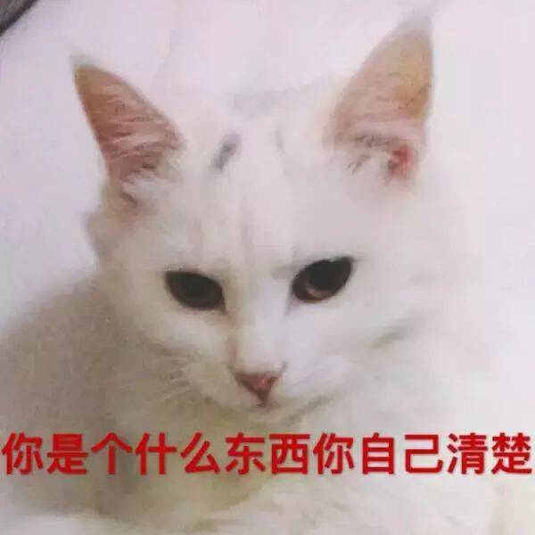 猫可以贱到什么地步？