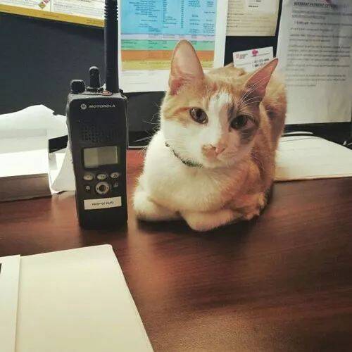 美国警局招募猫咪作为猫警官，队员们工作积极了不少