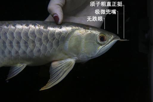 水族电商触碰直播，会产生什么样的火花？