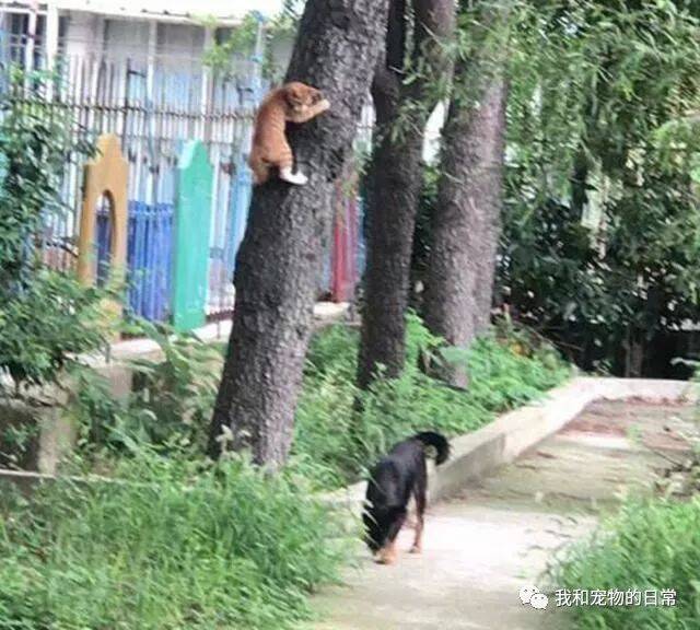 猫咪抢了狗狗的食物就爬上树躲避，当狗狗走到树下之后一脸懵逼！