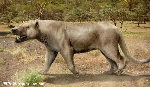 非洲陆生咬合力最强大的哺乳动物竟然是它！