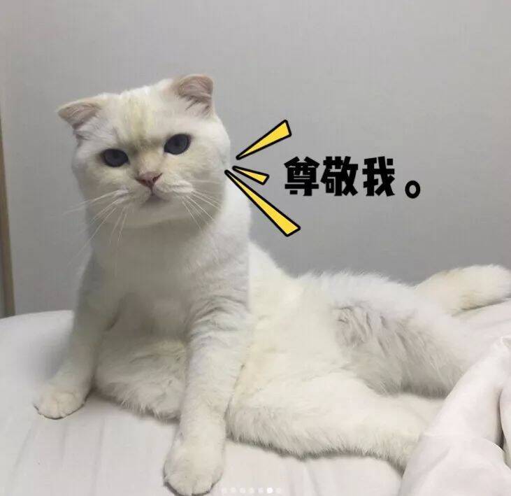 直击猫骗子的行骗过程，你猜狗子多久会上当？