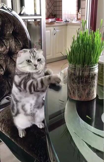 折耳猫想吃桌上的猫草，却被铲屎官干扰，接下来猫咪的反应萌翻了