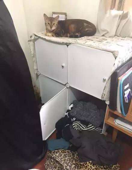 网友为了防猫咪再乱开衣柜进去睡觉，于是..