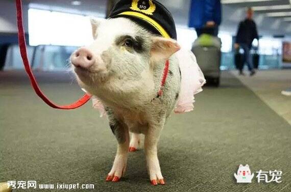 旧金山机场聘请了一头花枝招展的猪