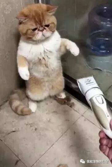 想给猫咪剃毛，看着主人的剃刀，猫咪的眼睛里充满了恐惧！