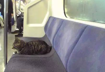 如果地铁上遇到这些乘客，我可能会忘了下车...