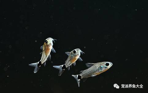 每日一鱼 | 群游性极好的小型观赏鱼——月光鼠鱼