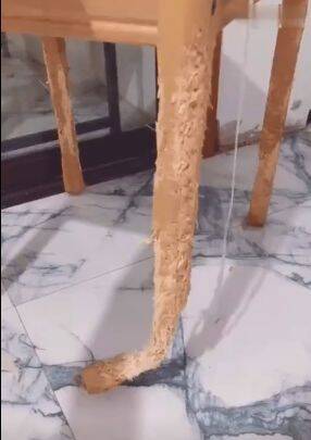 主人拍下自家狗子拆过的东西...结果看到椅子时，网友笑翻了！