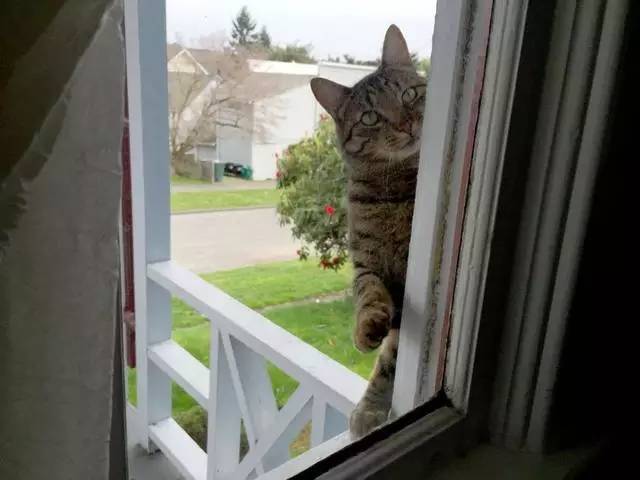邻居家的猫每天来敲网友的窗：我是老王，快开门~