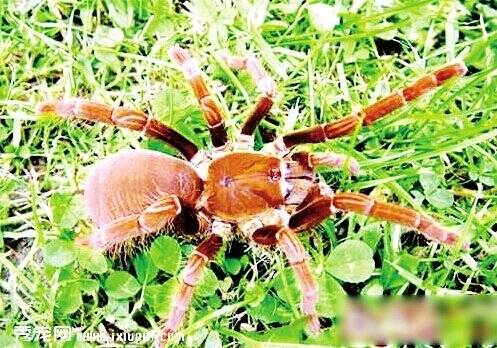 福州警察拦截毒蜘蛛包裹 或被市民买来当宠物